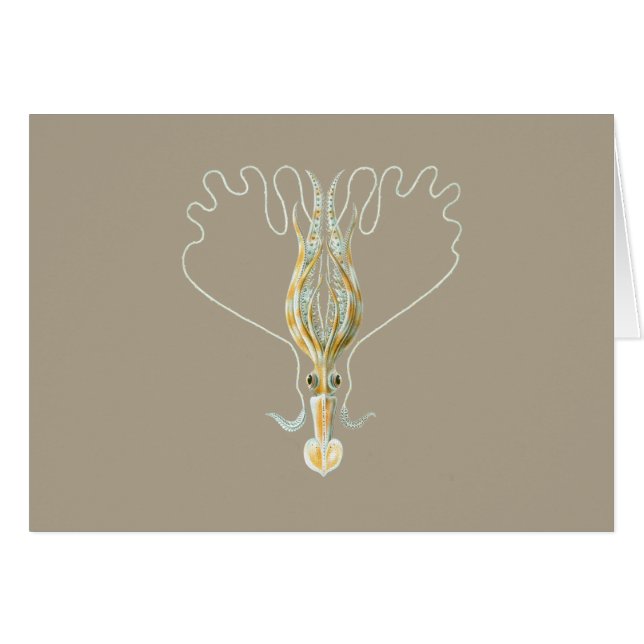 calamar Largo-armado (Anverso (Horizontal))