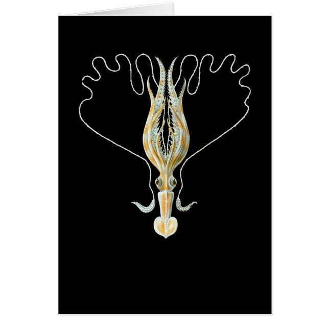 calamar Largo-armado (Frente)