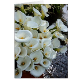 Calas que crecen en la plantación del lirio,