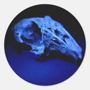 Calavera de conejo - Conjunto de 20 Pegatinas