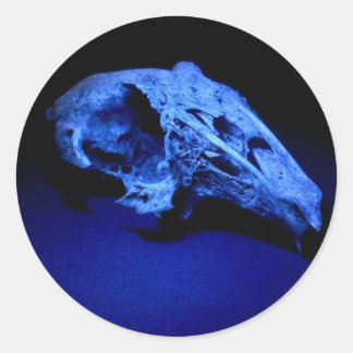 Calavera de conejo - Conjunto de 20 Pegatinas