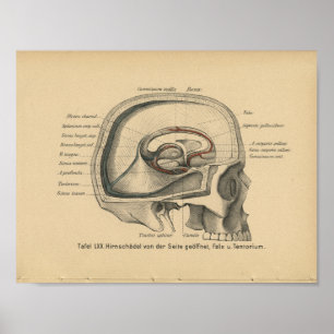 Calavera de impresión de anatomía alemana de 1888