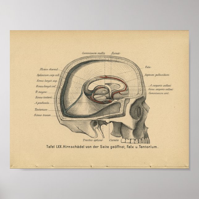 Calavera de impresión de anatomía alemana de 1888 (Frente)