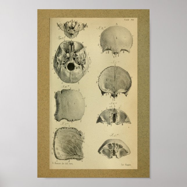 Calavera de impresión de anatomía de época de 1850 (Frente)