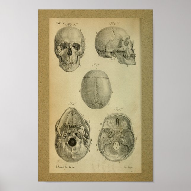 Calavera de impresión de anatomía de época de 1850 (Frente)
