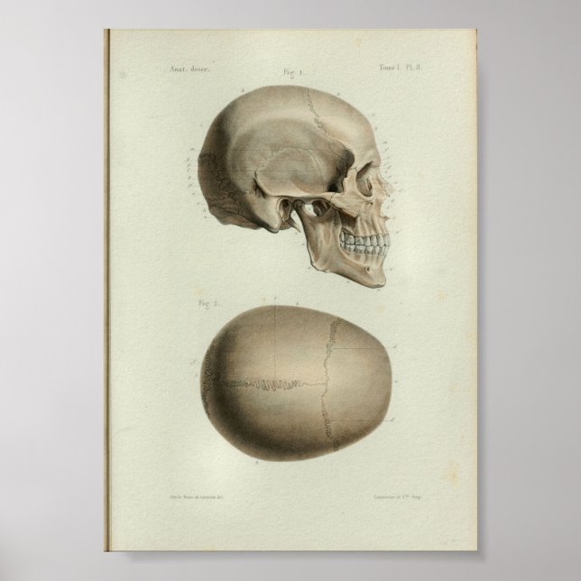 Calavera humana de impresión de anatomía vendimios (Frente)