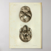 Calavera humana de impresión de anatomía vendimios