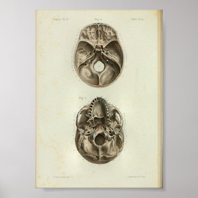 Calavera humana de impresión de anatomía vendimios (Frente)