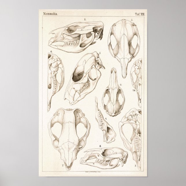 Calaveras de mamíferos Impresión de anatomía veter (Frente)