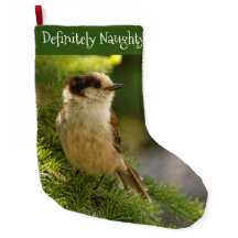 Perfil de un Jay Gray Cute / Whiskeyjack Songbird