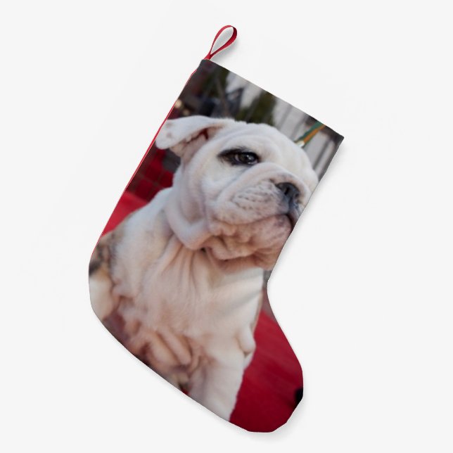 Calcetín Navideño Pequeño Cachorro de bulldog (Frente (Colgado))