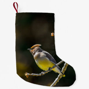 Calcetín Navideño Pequeño Cedar Waxwing Songbird Foto original de ave silves