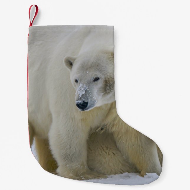 CALCETÍN NAVIDEÑO PEQUEÑO MADRE DE OSO POLAR Y CUBO AL NORTE DE ALASKA (Anverso)
