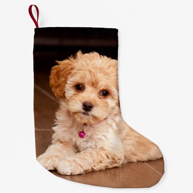 Calcetín Navideño Pequeño Mezcla del caniche del bebé o perro de perrito (Anverso)