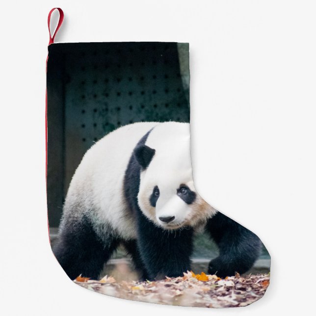 CALCETÍN NAVIDEÑO PEQUEÑO PASEANDO POR PANDA FRENTE AL EDIFICIO CONCRETO (Anverso)