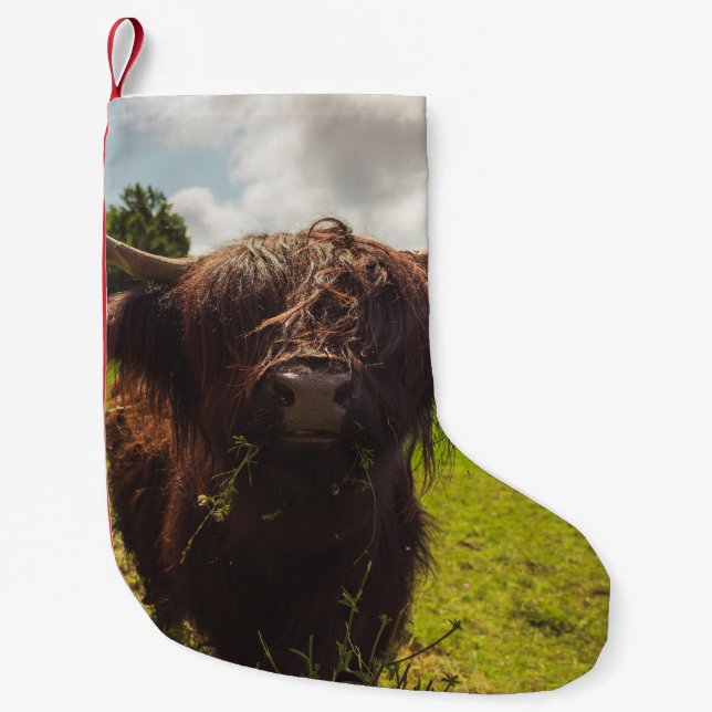 Calcetín Navideño Pequeño Vaca negra de tierras altas pastoreando verde luz  (Anverso)