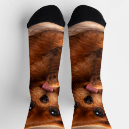 Calcetines Adorable Ruby Cavalier Spaniel