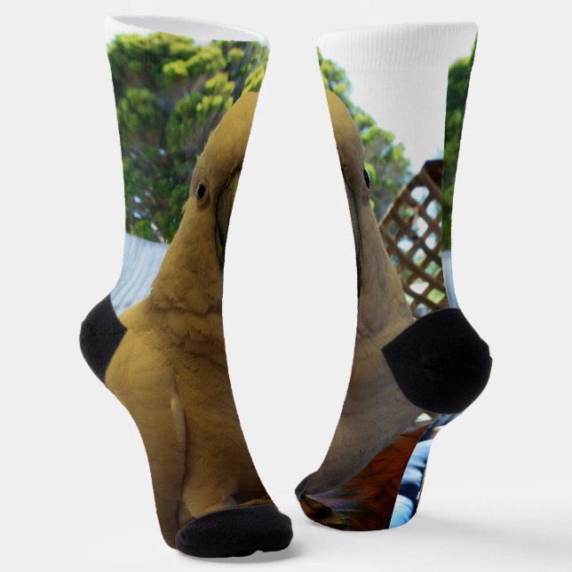 Calcetines Amigable Cockatoo blanco australiano, soplones de  (Angular)