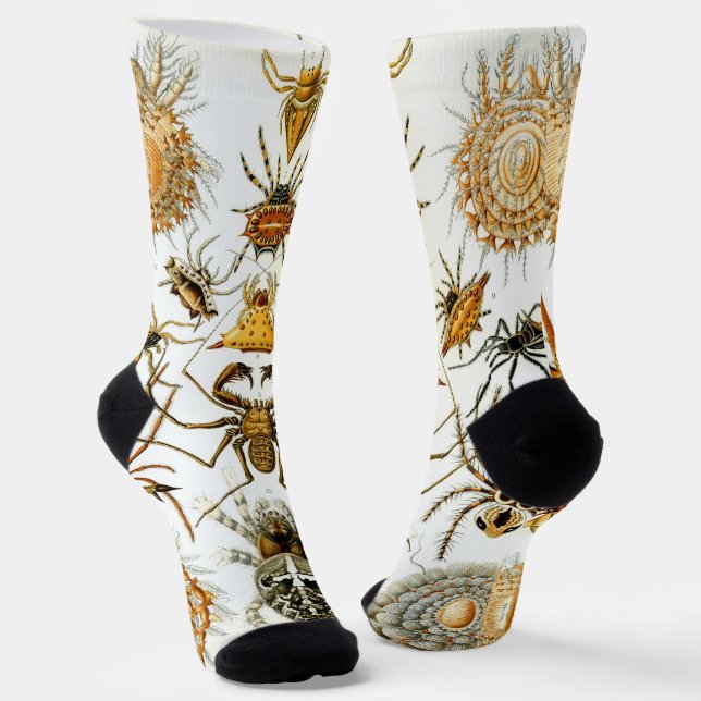 Calcetines Arañas o arácnidos de Ernst Haeckel (Angular)