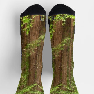 Calcetines Árboles de secuoya en monumento nacional Muir Wood