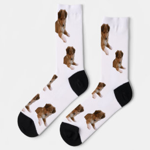 Calcetines Cachorro Sheltie