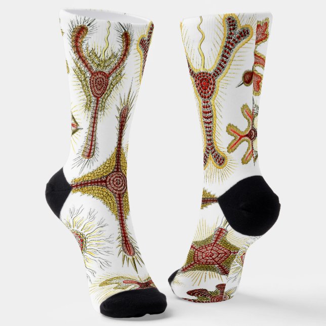 Calcetines Chamomile salvaje de Ernst Haeckel, naturaleza vin (Angular)