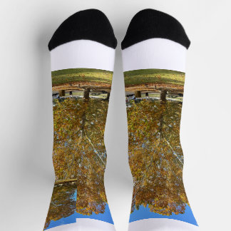 Calcetines de árbol