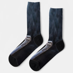 Calcetines Fotografía de avestruz