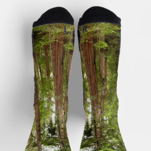 Calcetines Hasta secuoyas en el Monumento Nacional Muir Woods
