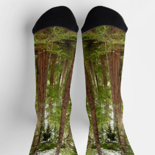 Calcetines Hasta secuoyas en el Monumento Nacional Muir Woods