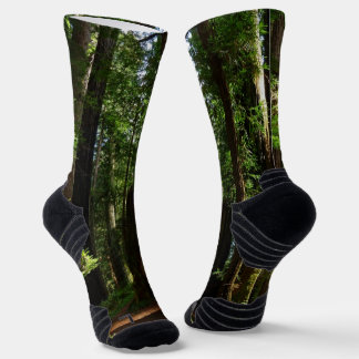 Calcetines Secuoyas y helechos en el Parque Nacional Redwood