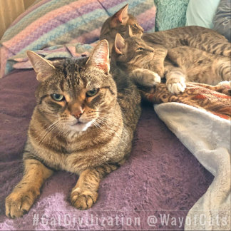 Calcetines Seguir el Camino de los Gatos, y su filosofía, con