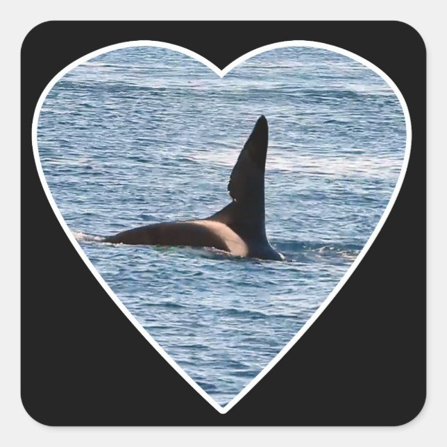 Calcomanía cuadrada de orca personalizada de John  (Anverso)