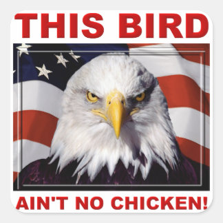 Calcomanía de águila americana no es pollo Sticker