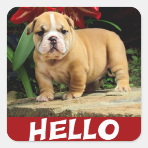 Calcomanía de amor de cachorro de perro bulldog in