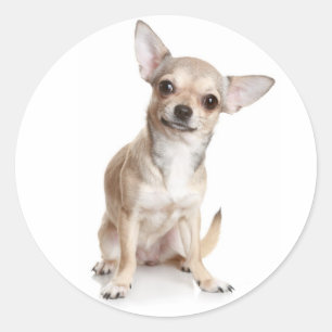 Calcomanía de cachorro de Chihuahua de felicitació