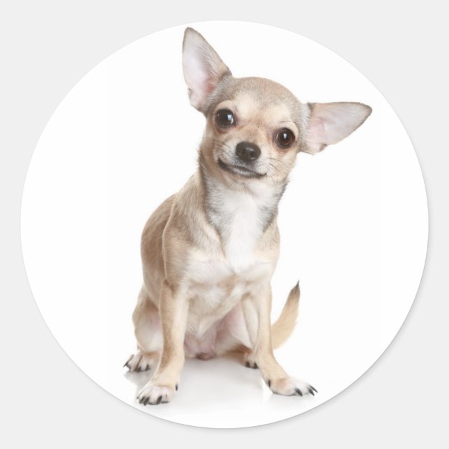 Calcomanía de cachorro de Chihuahua de felicitació (Anverso)