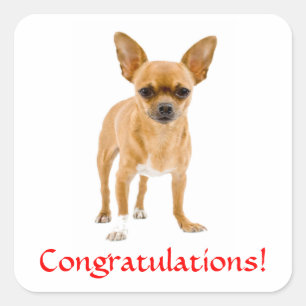 Calcomanía de cachorro de Chihuahua de felicitació