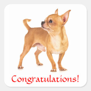 Calcomanía de cachorro de Chihuahua de felicitació