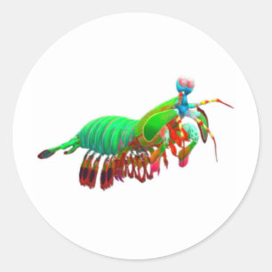 Calcomanía de camarón mantis verde eléctrico - Océ