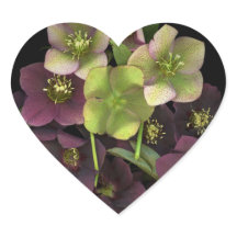 Calcomanía de corazón botánico de flores de helébo