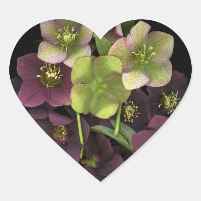 Calcomanía de corazón botánico de flores de helébo (Anverso)