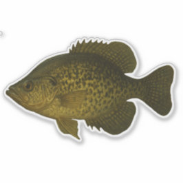 Calcomanía de Crappie recortada