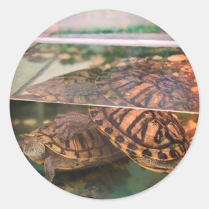Calcomanía de la Reflexión Serena de la Tortuga de