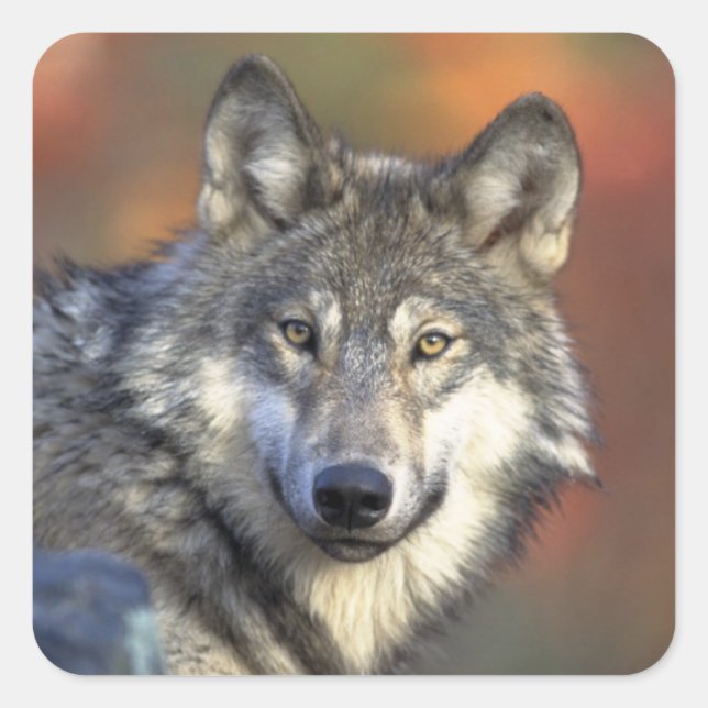 Calcomanía de Lobo Gris (Cuadrado) (Anverso)