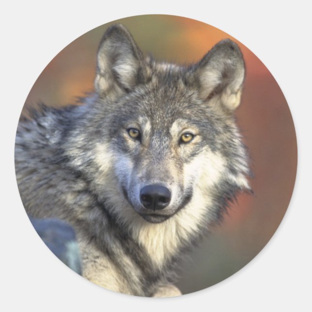 Calcomanía de Lobo Gris (Redonda) (Anverso)