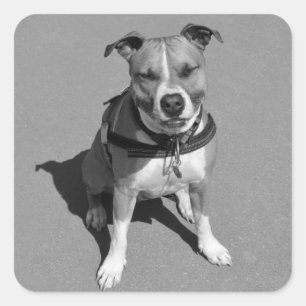 Calcomanía de perro Terrier Americano Staffordshir