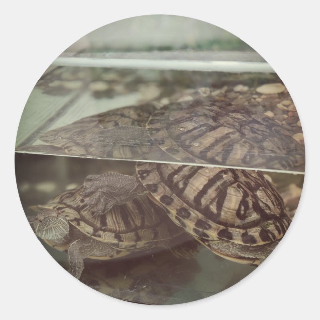 Calcomanía de reflejo de tortuga con estética vint (Anverso)