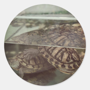 Calcomanía de Reflexión de Tortuga con Estética Vi