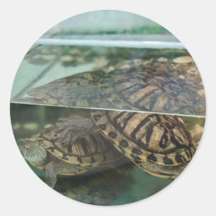 Calcomanía de Reflexión de Tortuga Verde Terrosa